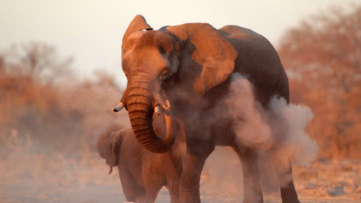 Big Game Hunter Crushed To Death By Elephant He Was Stalking