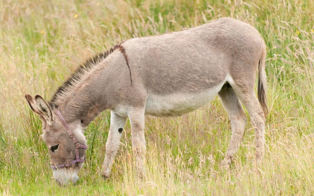 Fifteen teens dealt with for rabies after gang rape of DONKEY … as police officers urge any person else who ‘admired’ the monster to turn themselves in to avoid illness spreading