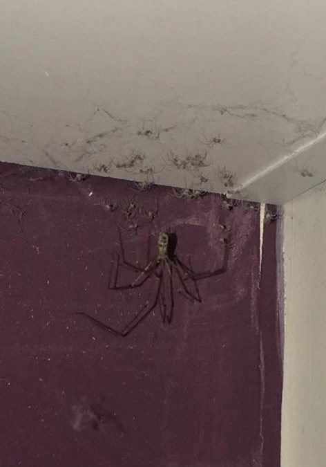 Terrified Brit teen found this SUBSTANTIAL spider and its army of infants in her bed room