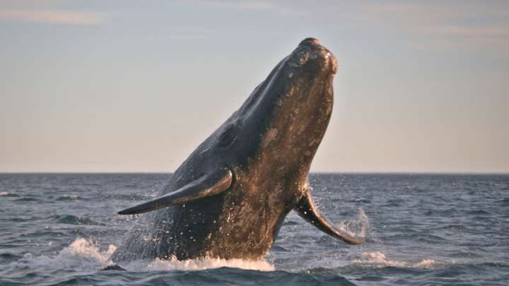 Trump Gives Go Ahead To Seismic Blasting In Atlantic, Despite Threat To Endangered Marine Life